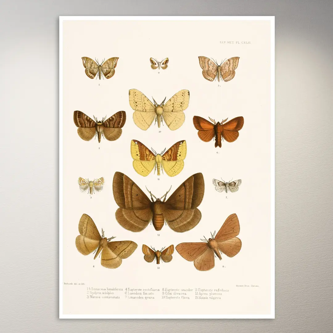 Schmetterlings-Poster | Botanik-Poster