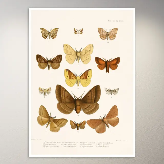 Butterflies Poster | Botanical Poster