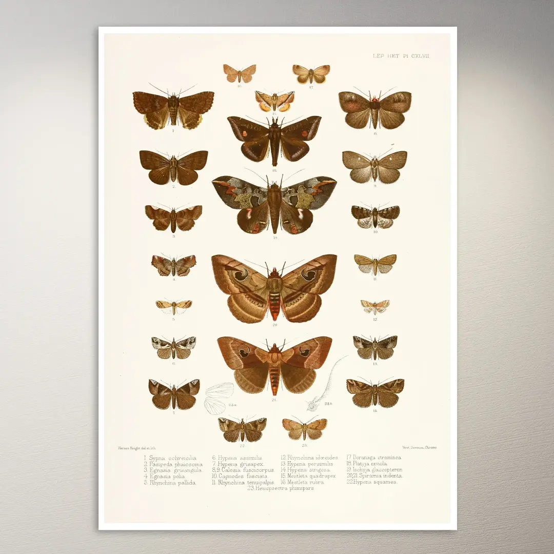 Schmetterlings-Poster | Botanik-Poster