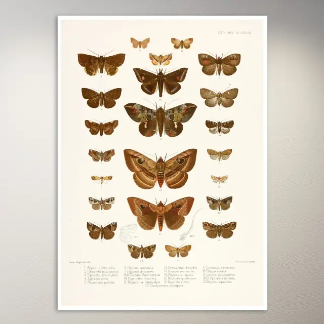 Póster de mariposas | Póster botánico