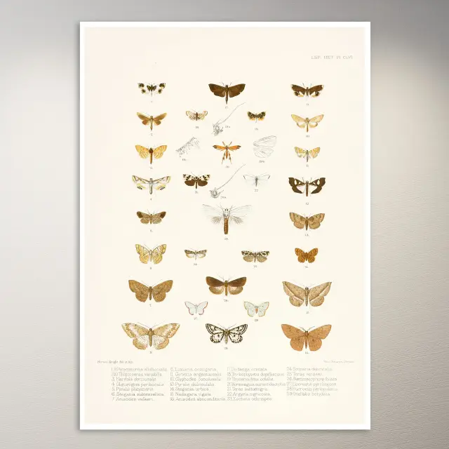 Schmetterlings-Poster | Botanik-Poster