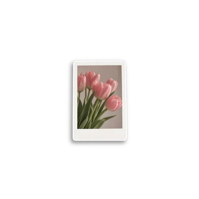 Rosa Tulpen-Foto Sticker