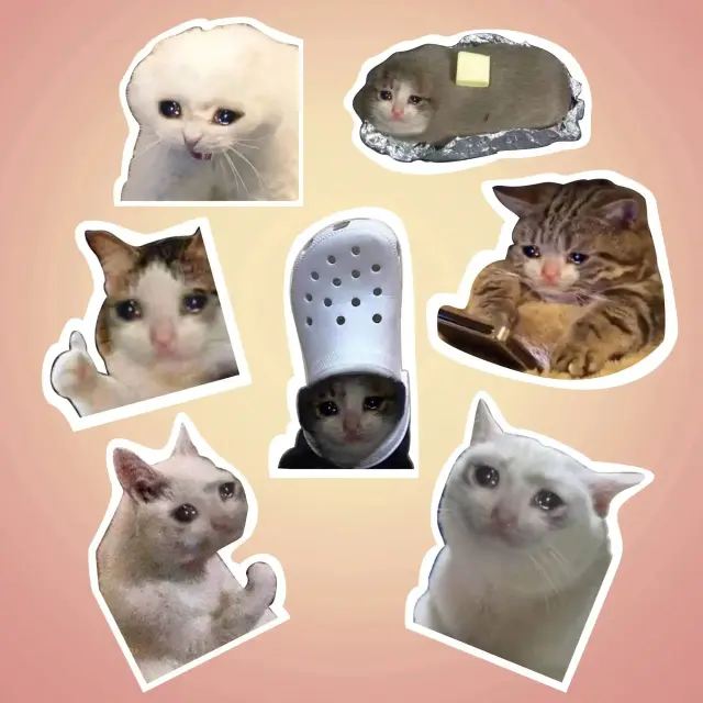 ชุดสติกเกอร์ eCats