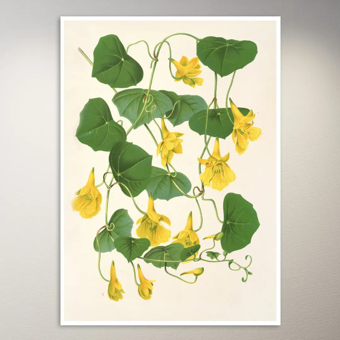 Blumen-Poster | Botanik-Poster